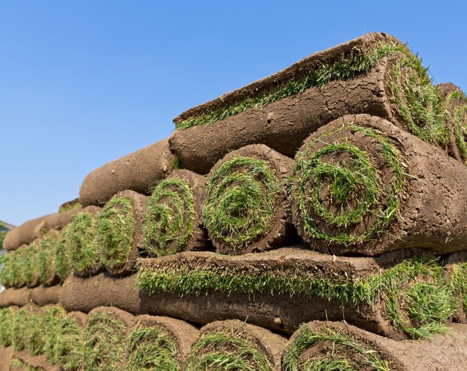 Most Common Types of SOD Grass for Residential Lawns