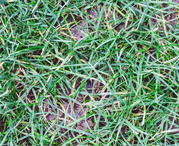 Why is my new sod turning yellow?