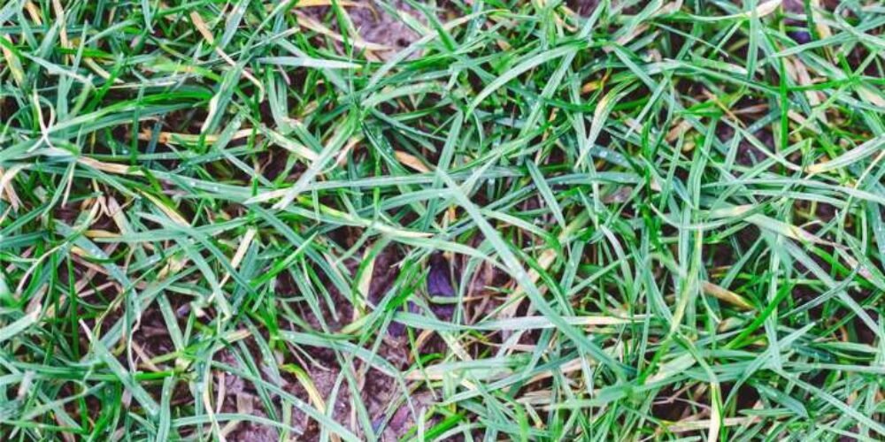 Why New Sod Turns Yellow?