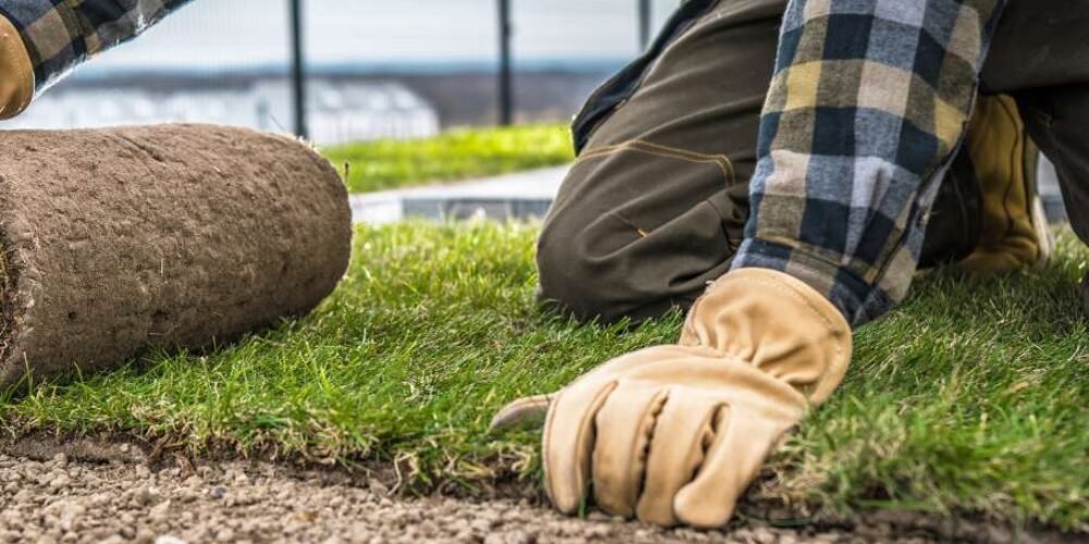 Hydroseeding vs Sod: Best Choice for Your Lawn
