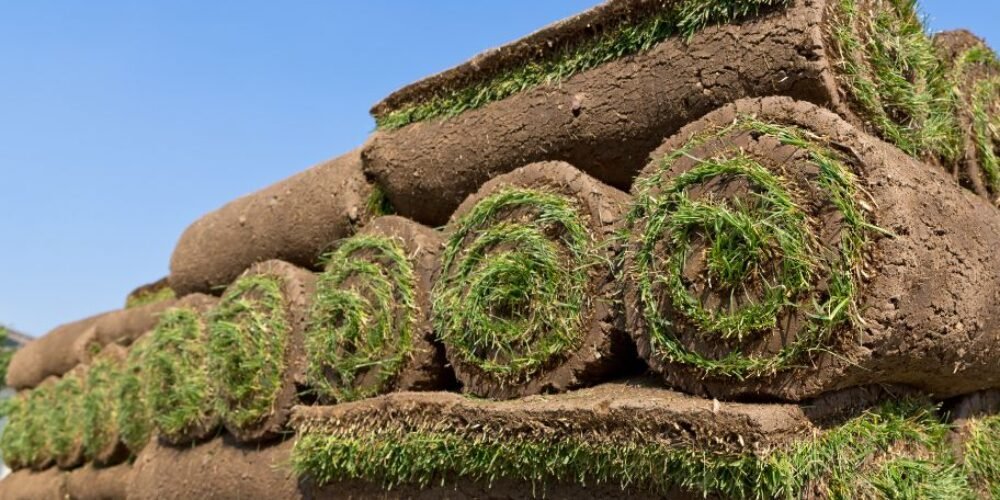 Most Common Types of SOD Grass for Residential Lawns