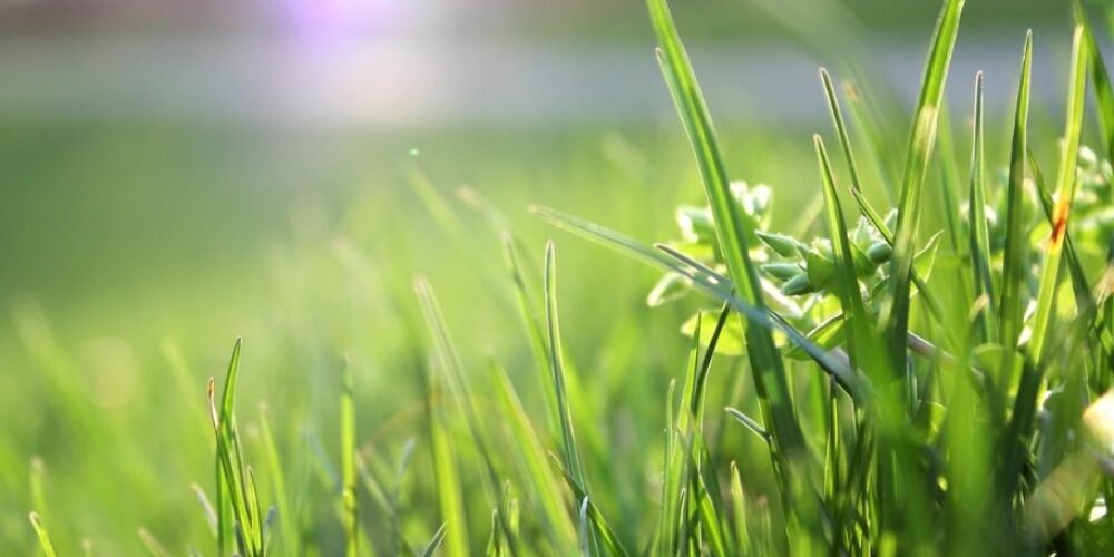 How to Care for Sod after Installation?