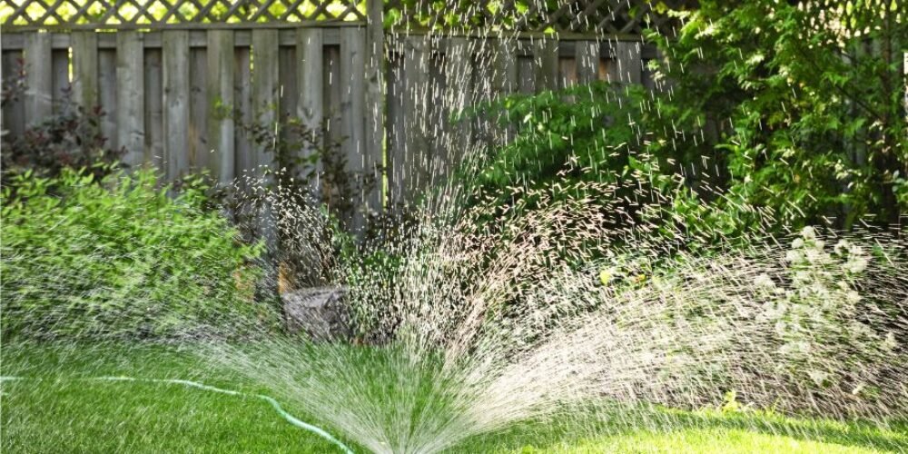 How often should you water newly installed sod?